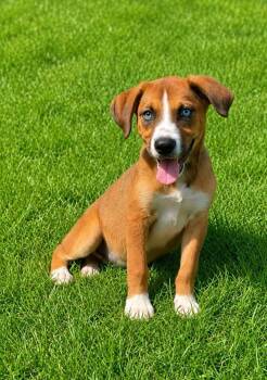 Ken -  Terrier Dog for Adoption - Ken | PetCurious
