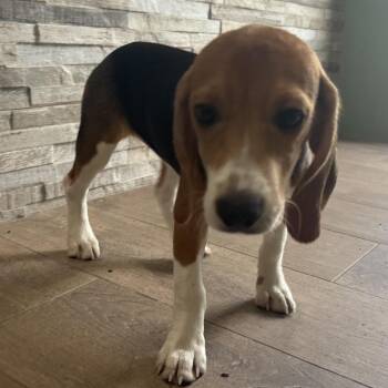 ?UG6 3399 -  Beagle Dog for Adoption in Loxahatchee Groves, Florida - ?UG6 3399 | PetCurious