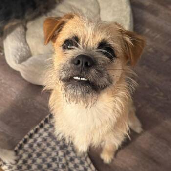 Mixed Breed Dogs Available for Adoption - Uncle Martin | PetCurious