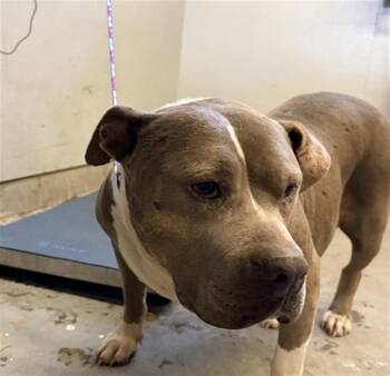 SQUISH -  Pit Bull Terrier Dog for Adoption in Camarillo, California - SQUISH | PetCurious