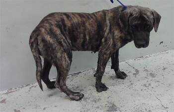 Mastiff and Mixed Breed Dogs Available for Adoption in Houston, Texas - RICKY | PetCurious