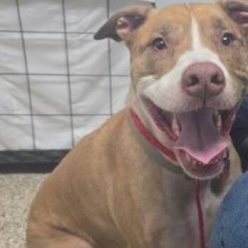 Journey -  Pit Bull Terrier and Mixed Breed Dog for Adoption in Bullhead City, Arizona - Journey | PetCurious
