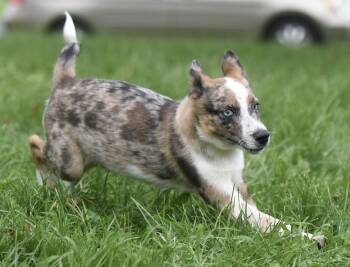 Mandon -  Australian Cattle Dog Blue Heeler Dog for Adoption in Mechanicsburg, Pennsylvania - Mandon | PetCurious