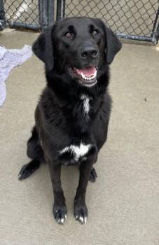 Labrador Retriever and Mixed Breed Dogs Available for Adoption in Tulsa, Oklahoma - LILLIAN | PetCurious