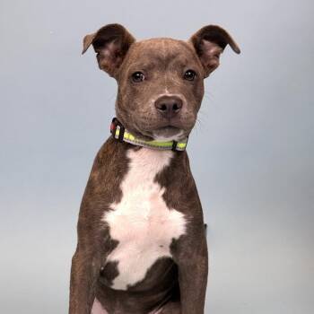 Pit Bull Terrier Dogs Available for Adoption in Portland, Oregon - Spin | PetCurious