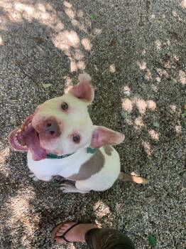 Rescue American Staffordshire Terrier Dogs for Adoption in Fennville, Michigan - Westbury | PetCurious