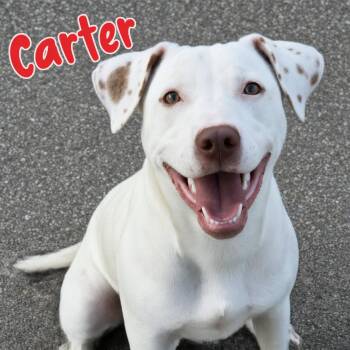 Carter -  Pointer Dog for Adoption in Bolivar, Tennessee - Carter | PetCurious