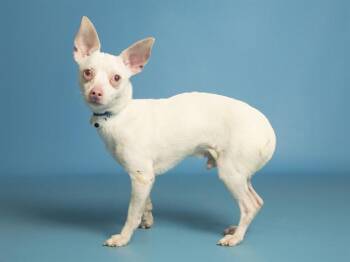 Chihuahua Dogs Available for Adoption in Phoenix, Arizona - JACK | PetCurious