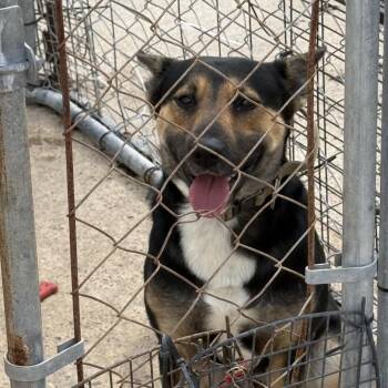 Mixed Breed Dogs Available for Adoption - Satellite | PetCurious