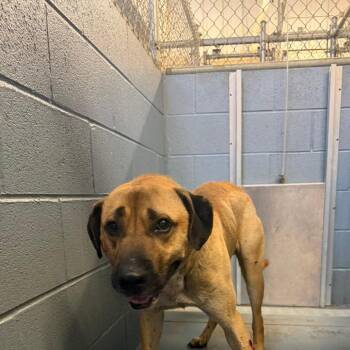 Mixed Breed Dogs Available for Adoption in Gadsden, Alabama - Auto | PetCurious