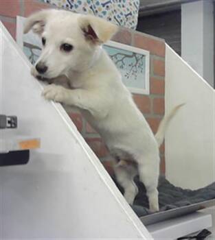 Labrador Retriever and Mixed Breed Dogs Available for Adoption in Houston, Texas - A2077964 | PetCurious