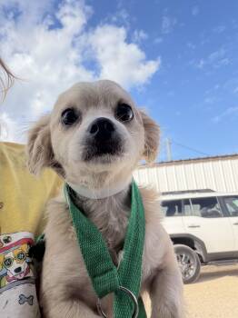 Rescue Chihuahua Dogs for Adoption in Louise, Texas - Leaha | PetCurious