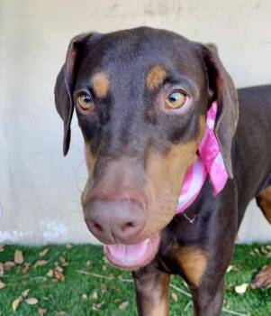 VEDA -  Doberman Pinscher Dog for Adoption in Rowland Heights, California - VEDA | PetCurious