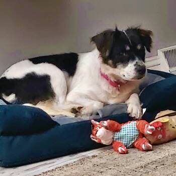 Moo (SC) -  Australian Shepherd and Border Collie Dog for Adoption in Clinton, Illinois - Moo (SC) | PetCurious