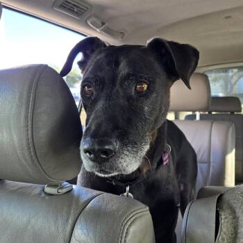 Moe -  Labrador Retriever and Mixed Breed Dog for Adoption in Houston, Texas - Moe | PetCurious
