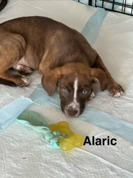 Alaric -  Black Mouth Cur Dog for Adoption in Lakeland, Florida - Alaric | PetCurious