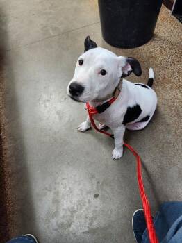 Rollerblade -  Terrier and Mixed Breed Dog for Adoption in Brownwood, Texas - Rollerblade | PetCurious