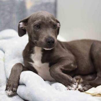Maximillion -  Mixed Breed Dog for Adoption in Atlanta, Georgia - Maximillion | PetCurious
