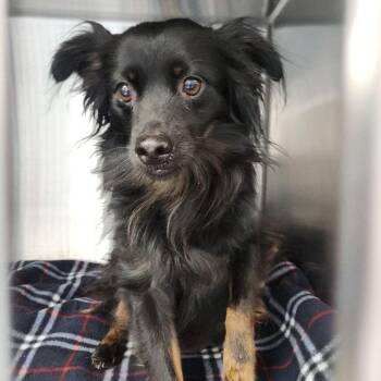Fluffy -  Spaniel and Chihuahua Dog for Adoption in Kingman, Arizona - Fluffy | PetCurious