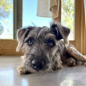 Rooter -  Schnauzer Dog for Adoption in Marfa, Texas - Rooter | PetCurious