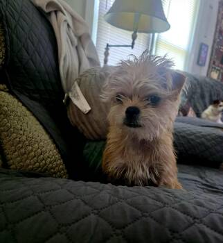 Skye -  Chihuahua Dog for Adoption in Broken Arrow, Oklahoma - Skye | PetCurious