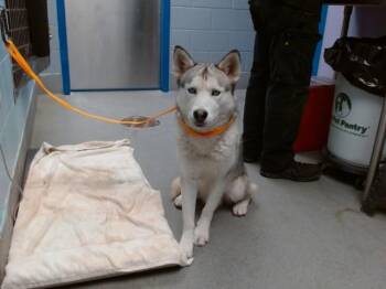 CRUNCH WRAP -  Husky and Mixed Breed Dog for Adoption in Albuquerque, New Mexico - CRUNCH WRAP | PetCurious