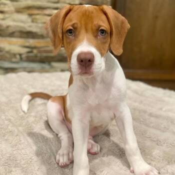 Rescue Hound and Labrador Retriever Dogs for Adoption in Alvin, Texas - Tim McGraw | PetCurious