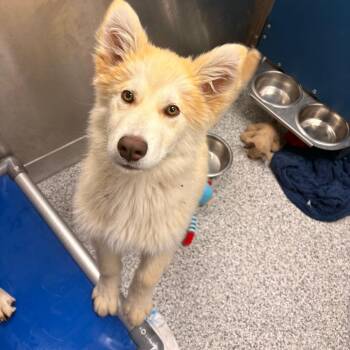 Aloha -  Husky and Mixed Breed Dog for Adoption in Clavet, Saskatchewan - Aloha | PetCurious