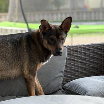 Australian Shepherd Dogs Available for Adoption - Eevee | PetCurious