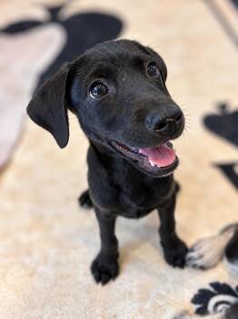 Gus -  Terrier and Mixed Breed Dog for Adoption in Saugus, Massachusetts - Gus | PetCurious