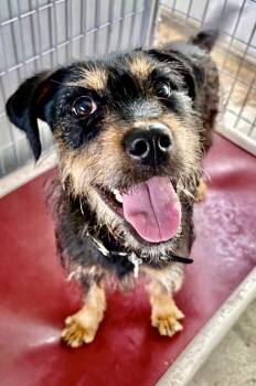 Vanna -  Wirehaired Terrier and Mixed Breed Dog for Adoption in Oxford, Michigan - Vanna | PetCurious
