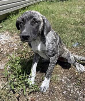Maya -  Mixed Breed Dog for Adoption in Nashville, Tennessee - Maya | PetCurious