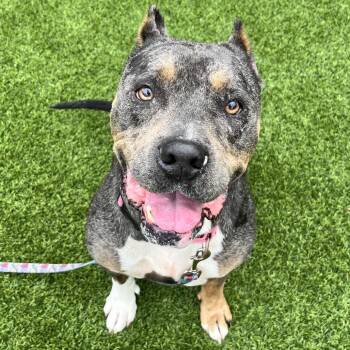 Heron -  Mixed Breed Dog for Adoption in Pittsburgh, Pennsylvania - Heron | PetCurious