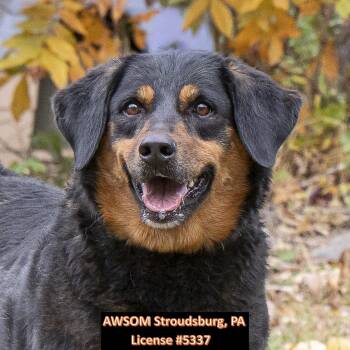Rescue German Shepherd Dog Dogs for Adoption in Stroudsburg, Pennsylvania - Bandit | PetCurious
