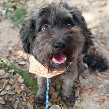 CHOCO — Who Needs a Candy Bar When You Can Have Me -  Poodle and Labradoodle Dog for Adoption in Houston, Texas - CHOCO — Who Needs A Candy Bar When You Can Have Me | PetCurious
