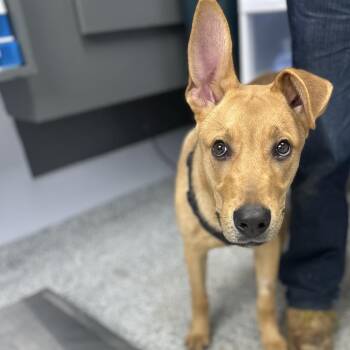 Mixed Breed Dogs Available for Adoption - Shep | PetCurious