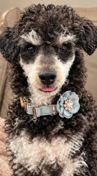 Frankie -  Poodle Dog for Adoption - Frankie | PetCurious