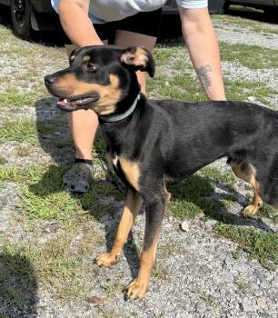Diesel, look at this little adorable guy, just a baby and discar -  Rottweiler and Hound Dog for Adoption in Charlottesville, Virginia - Diesel, Look At This Little Adorable Guy, Just A Baby And Discar | PetCurious