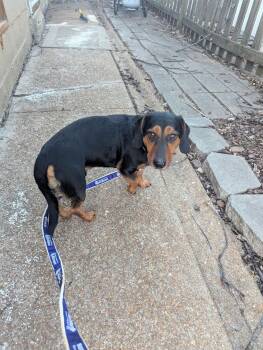 Dachshund Dogs Available for Adoption - Albert | PetCurious