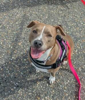 Mixed Breed and American Staffordshire Terrier Dogs Available for Adoption in Raeford, North Carolina - Beautiful Olive | PetCurious