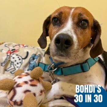 Cashew -  Hound and Mixed Breed Dog for Adoption in Richmond, Virginia - Cashew | PetCurious