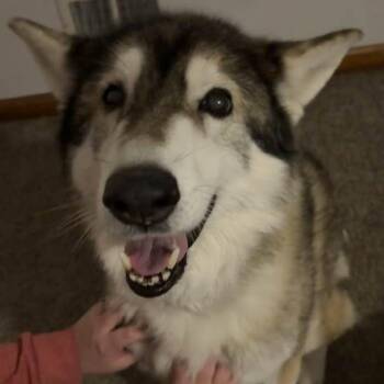 Keba -  Husky Dog for Adoption in Middletown, Ohio - Keba | PetCurious