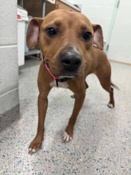 Rescue Mixed Breed Dogs for Adoption in Columbus, Indiana - Cinnamon | PetCurious