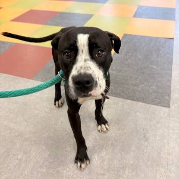 Rescue Mixed Breed Dogs for Adoption in Philadelphia, Pennsylvania - Jaguar | PetCurious