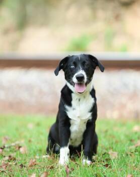 Sammie -  Border Collie and Basset Hound Dog for Adoption in Lucedale, Mississippi - Sammie | PetCurious