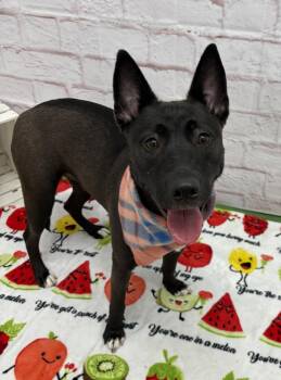 German Shepherd Dog and Mixed Breed Dogs Available for Adoption in Detroit, Michigan - Soda | PetCurious