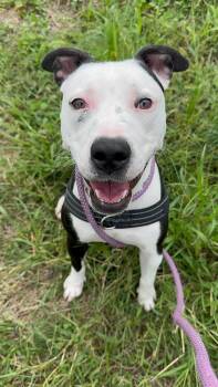Lola -  American Staffordshire Terrier Dog for Adoption in Jersey City, New Jersey - Lola | PetCurious