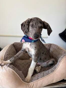 Grover -  Catahoula Leopard Dog Dog for Adoption in Poway, California - Grover | PetCurious