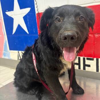 Border Collie Dogs Available for Adoption in Lufkin, Texas - Carbon | PetCurious
