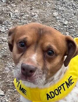 Bobby Flay -  Jack Russell Terrier Dog for Adoption in Wanaque, New Jersey - Bobby Flay | PetCurious